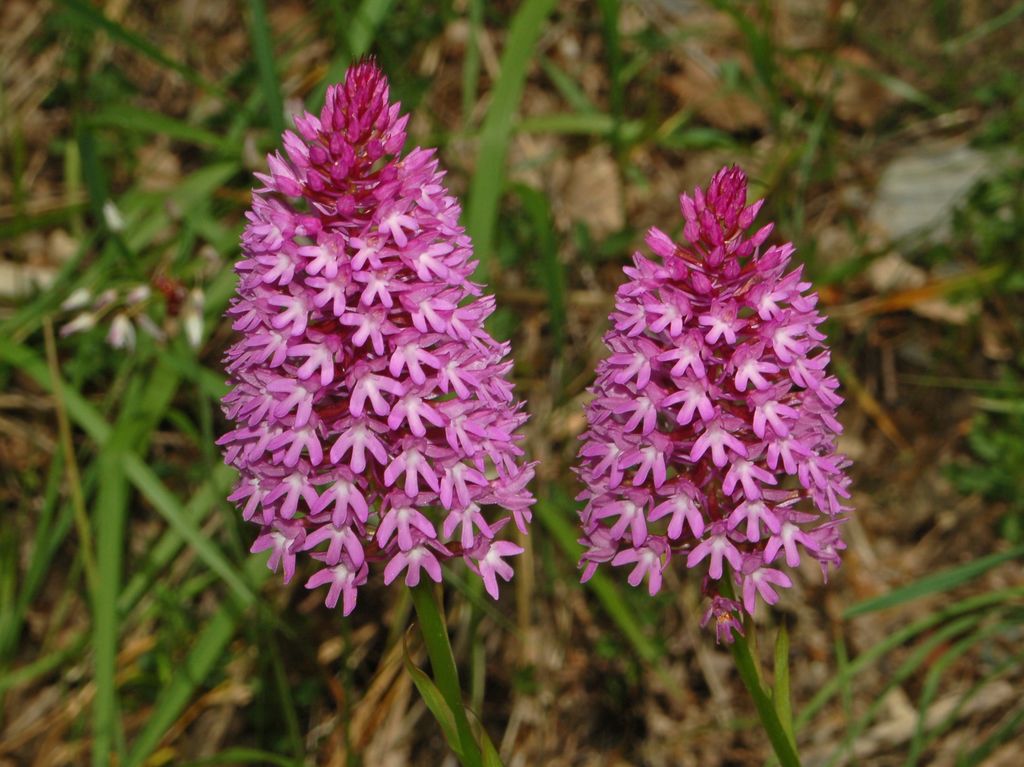 Anacamptis pyramidalis?